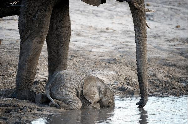 오늘의 귀여운 상식 - 아기 코끼리는 자기 코를 잘 인지하지 못한다.