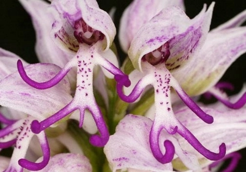 숭하게 생긴 특이한 식물들