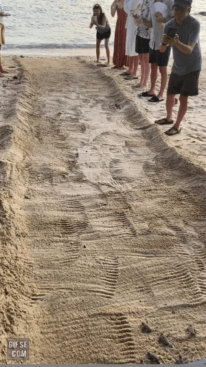 바다로 가는 새끼 거북이