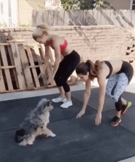 사람 따라하는 강아지들.