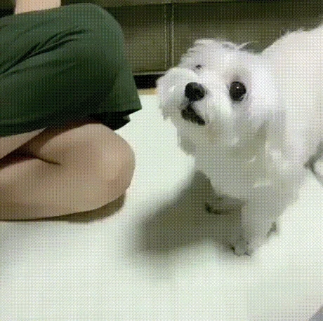 사람 따라하는 강아지들.