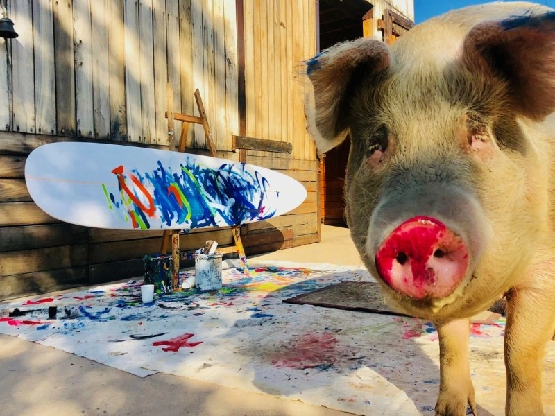3100만원, 역대 최고가 그림을 판 돼지화가 '피그카소'