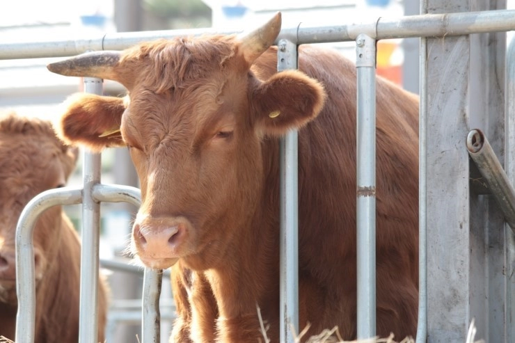 주인이 폭행당하는 것을 본 소​