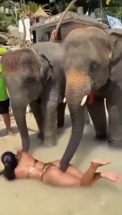 코끼리는 코가 손이라던데...엉덩이에 쓱 아주 좋아 죽네