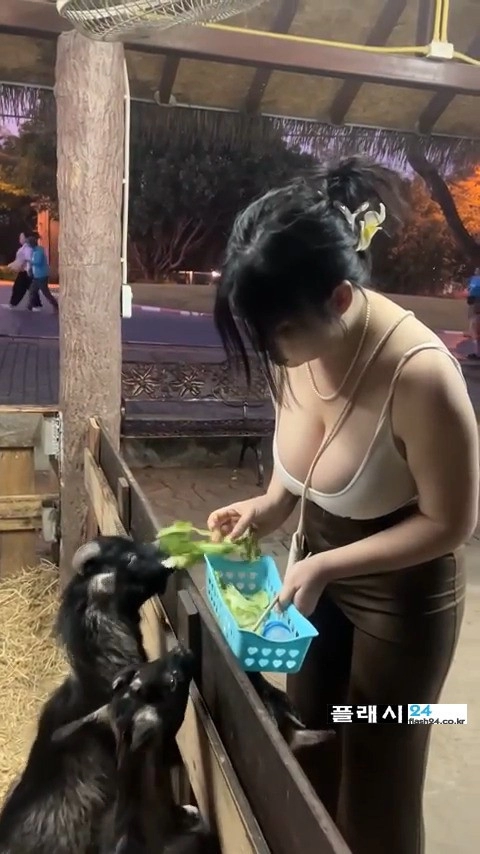 가슴골 보이는 끈나시 입고 염소 먹이 주는 처자