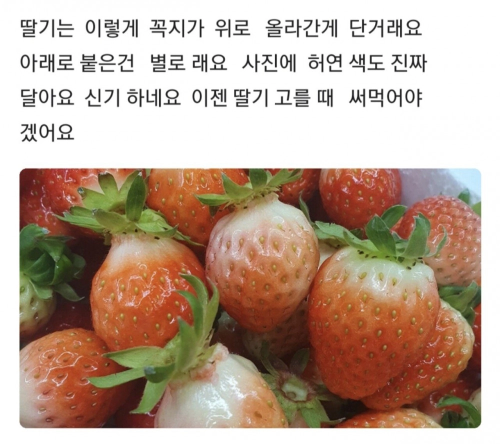 당도높은 딸기 고르는 꿀팁