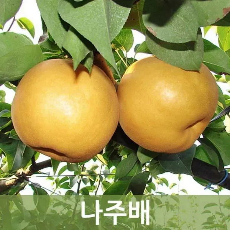 마이클잭슨이 한국에서 먹고 극찬을 했다는 과일