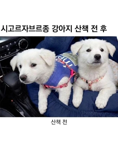 얼마나 즐겁게 산책했는지 감도 안 옴