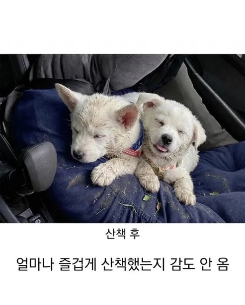 얼마나 즐겁게 산책했는지 감도 안 옴