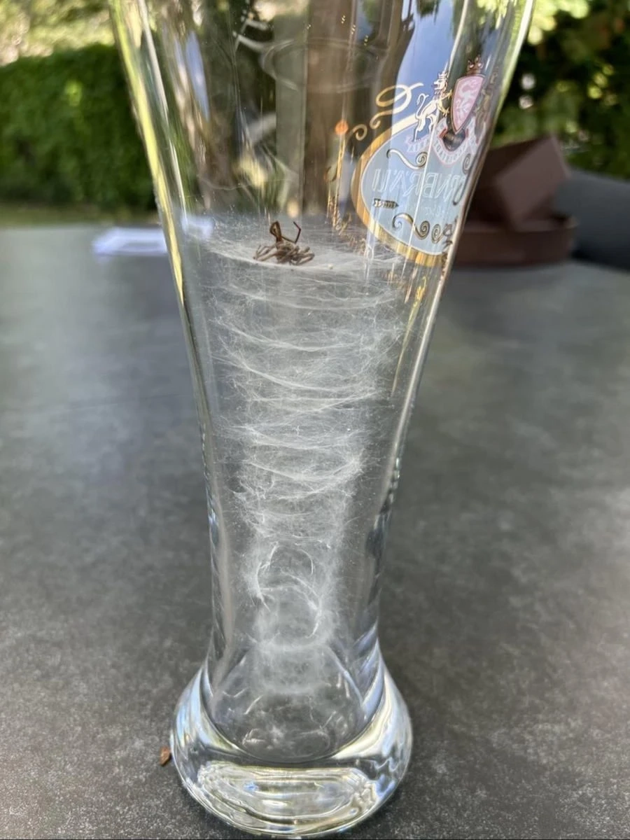 맥주잔에 갇힌 거미의 최후
