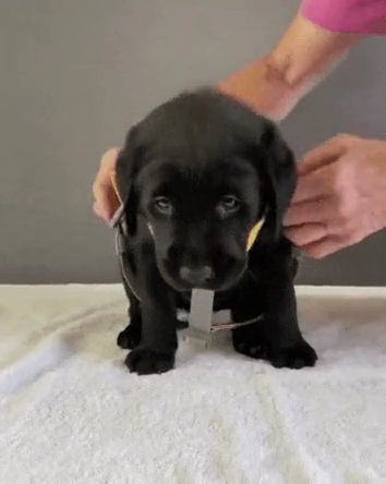 시각장애인 안내견 첫출근 현장