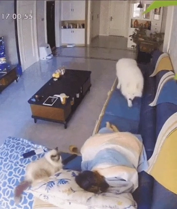 발시리면 오는 사모예드