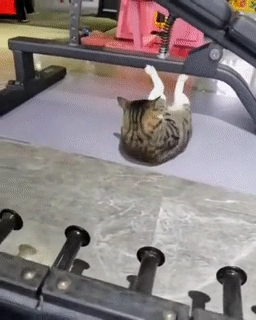 헬스장 고양이 클라쓰