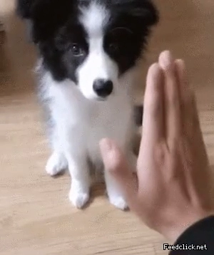 하이파이브를 처음 배우는 보더콜리.gif