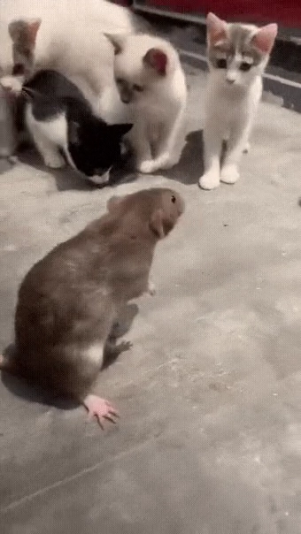 엄청나게 큰 생쥐를 발견한 고양이들