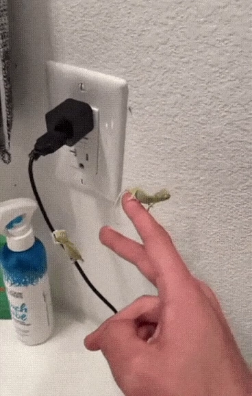 초미니 벌레퇴치 전문가..gif