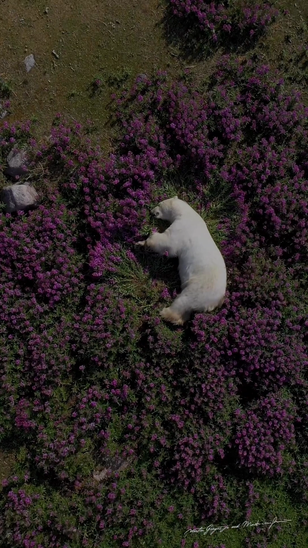 꽃밭에서 잠든 북극곰