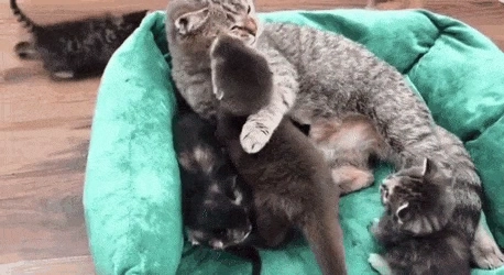 아기 수달 돌보는 고양이.gif