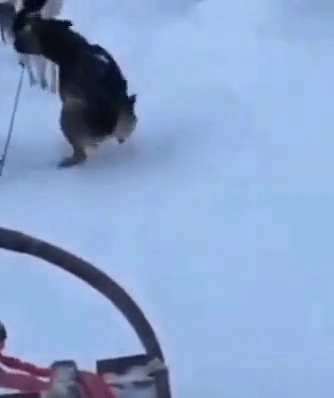 썰매개가 똥 싸는 법