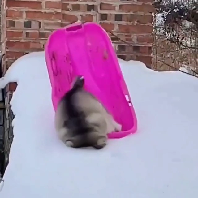 썰매견 말라뮤트의 반전