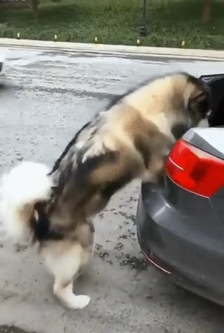 댕댕이 차량 지정석