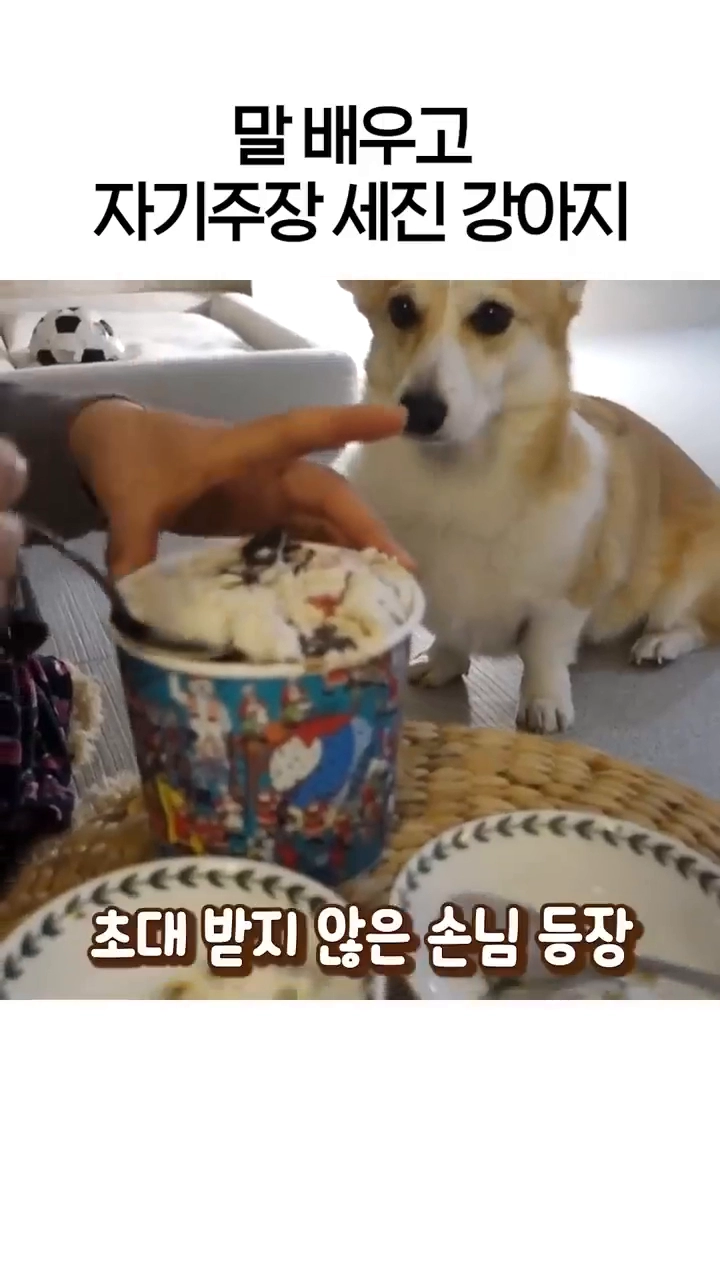말 배우고 자기주장이 세진 강아지 ㅋㅋㅋㅋ