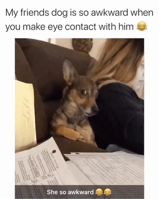 친구네 강아지가 나를 존나 어색해 함