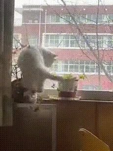 고양이 키우기 싫어지는 짤