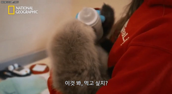 인형이 따로 없는 아기해달 ㅋㅋ