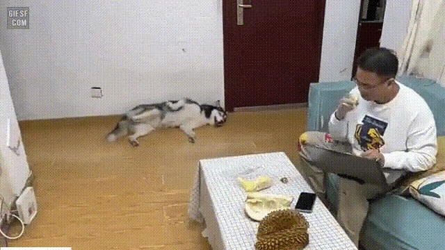 두리안 냄새를 맡은 강아지