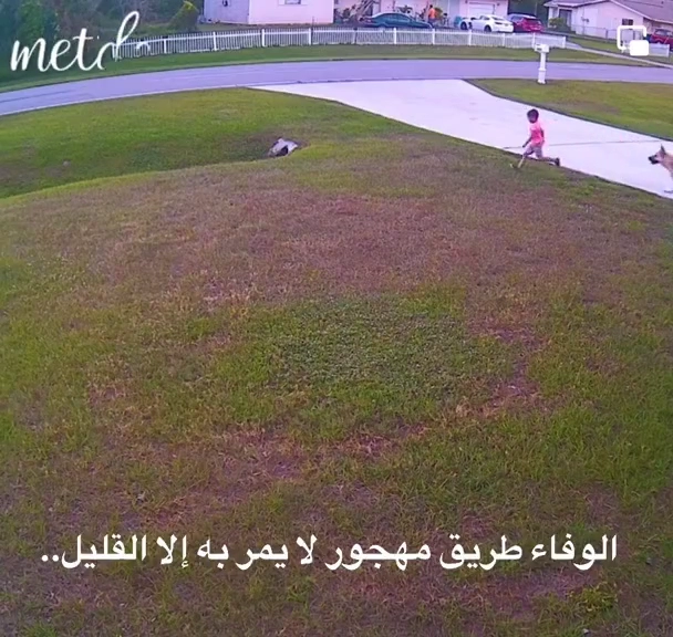 공격할려는 개에 맞서 아기 지켜주는 반려견