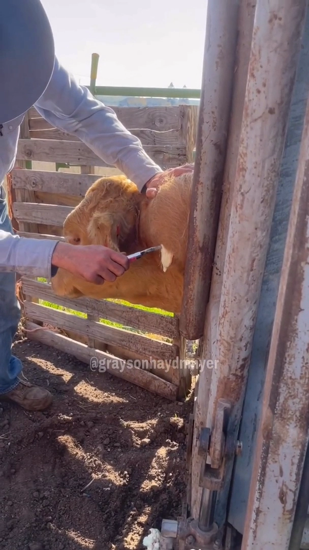 우유짜듯이 나오는 고름