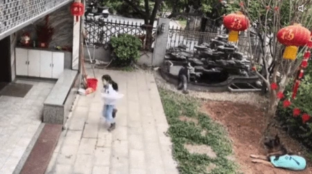 진짜 똑똑한 댕댕이 ㄷㄷ