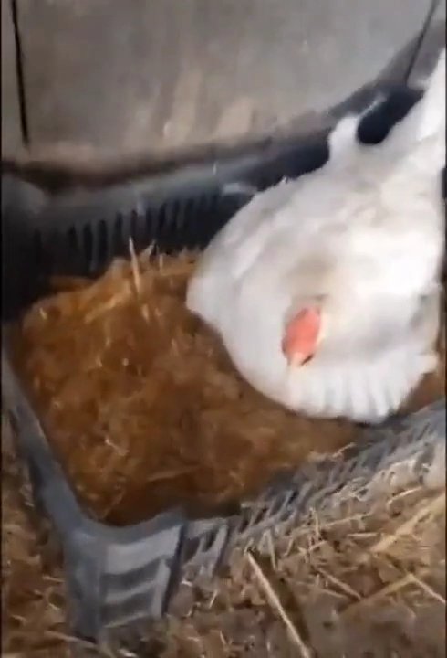 어미잃은 아기고양이를 입양한 암탉