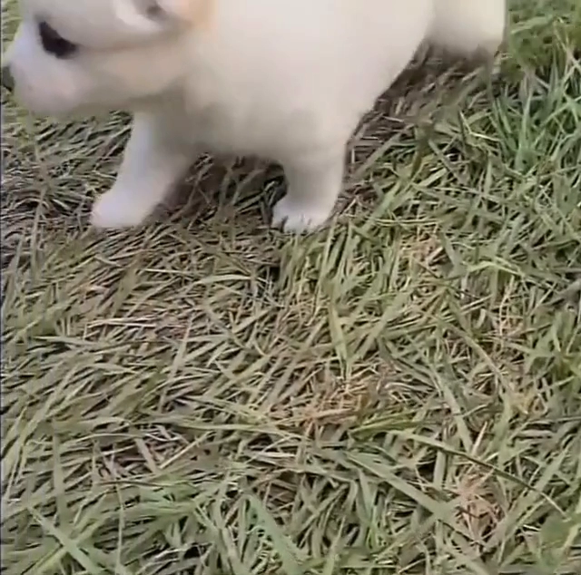 미소가 절로 지어지는 시고르자브종