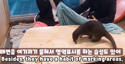 애완수달 키우면 가장 큰 단점..
