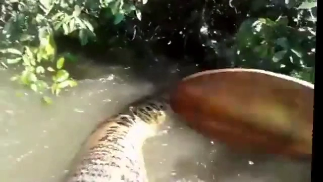 아나콘다 실제 크기 ㄷㄷㄷㄷ