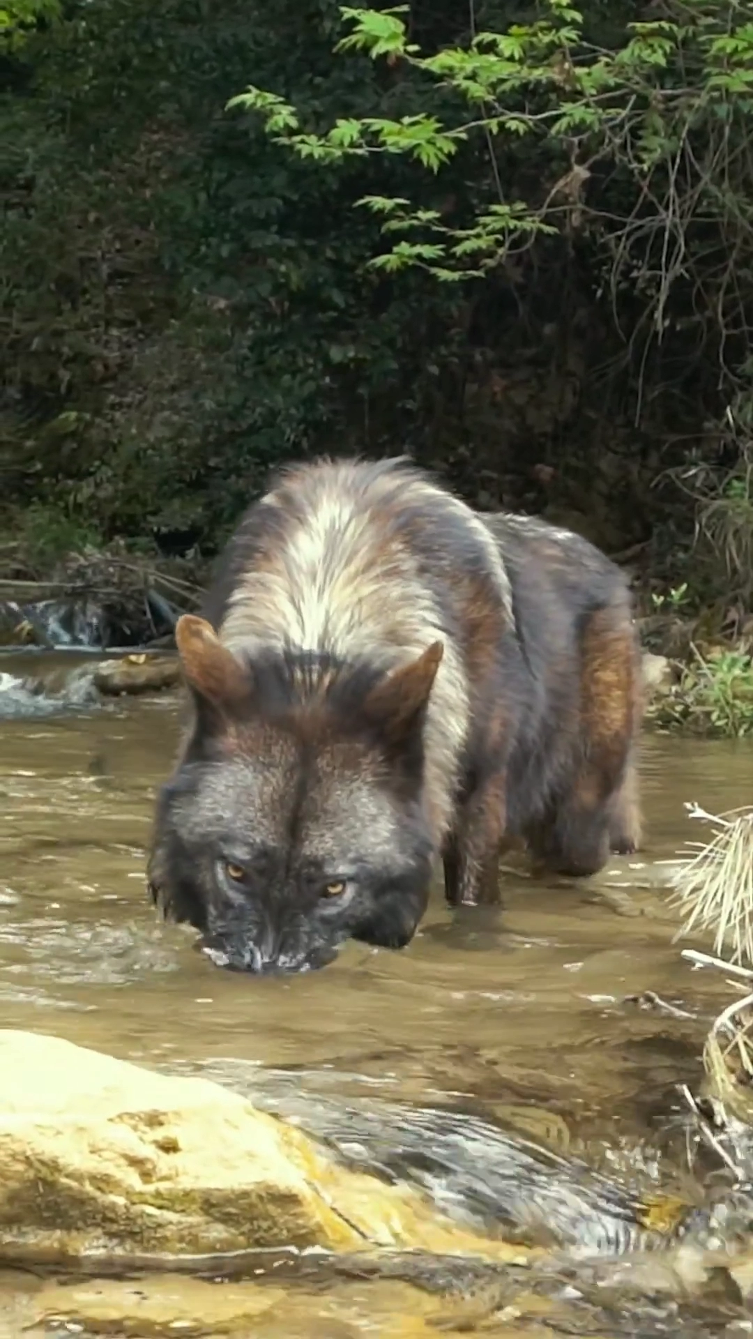 실제 늑대크기 체감짤