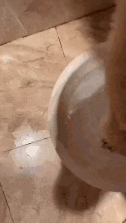 냐옹이 목욕시키기