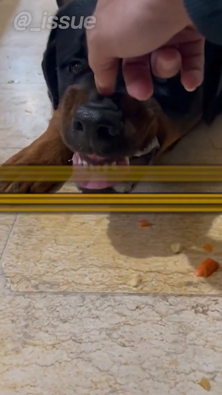 고양이를 입양하자 사나웠던 맹견이 순해짐