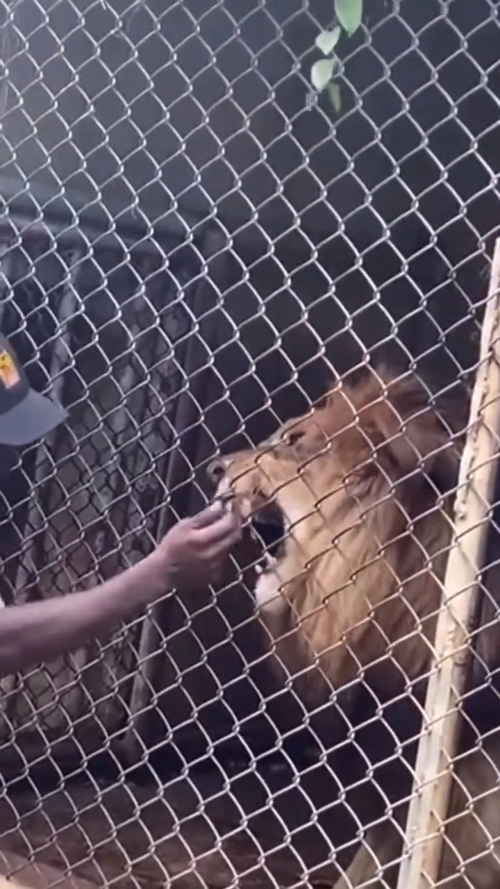 사자한테 까불다가 손가락 뜯기는 흑인