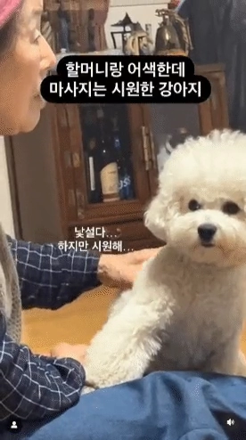할머니랑 어색한데 마사지는 시원한 댕댕이