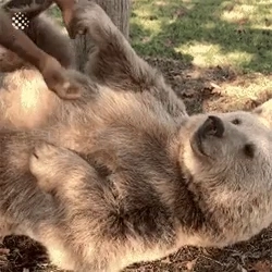 어린시절 키워줬던 사육사를 만난 곰