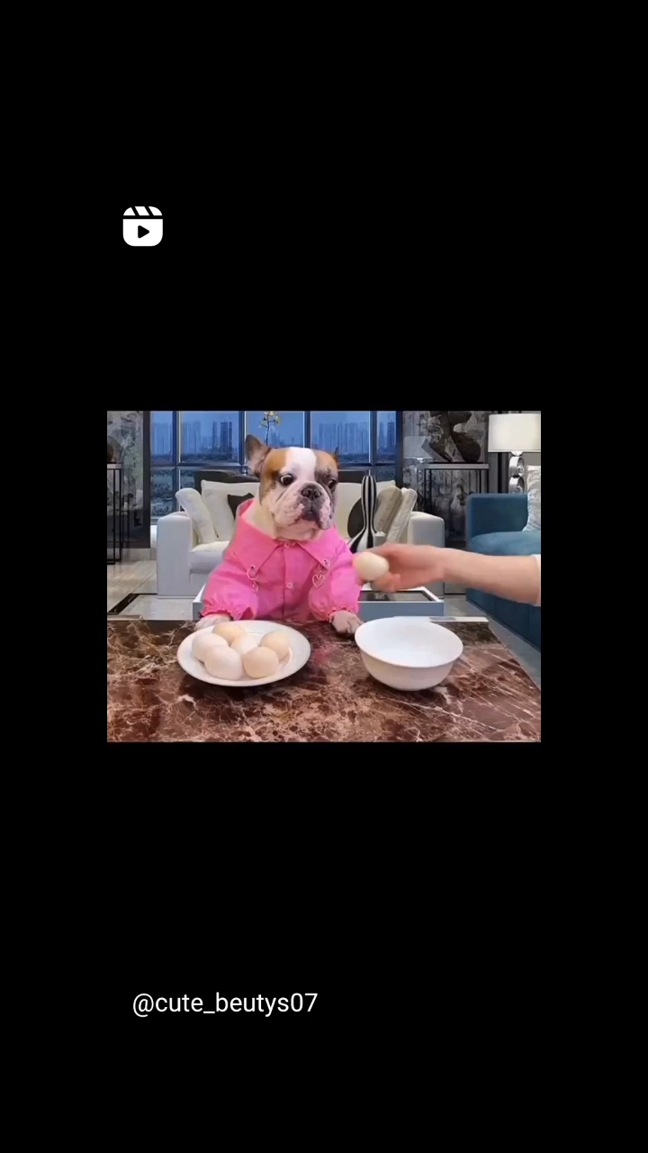 성깔있는 멍멍이