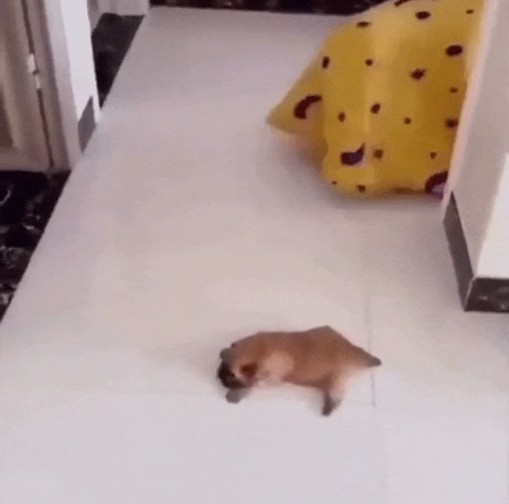 강아지들 잡아먹는 달팽이