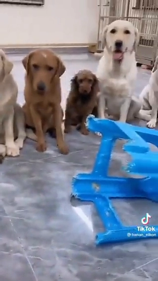 댕댕이들의 우정