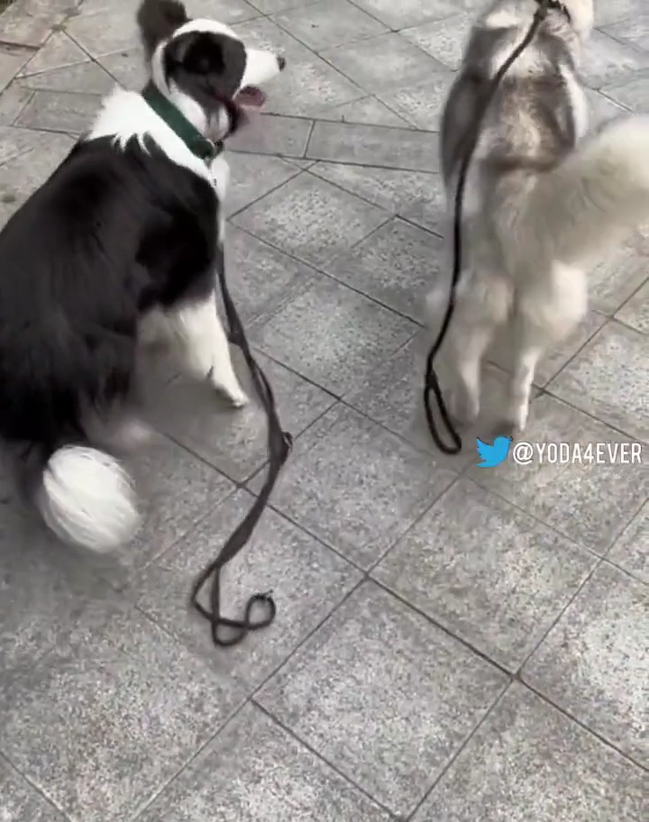 보더콜리와 허스키 목줄을 놓아보았다