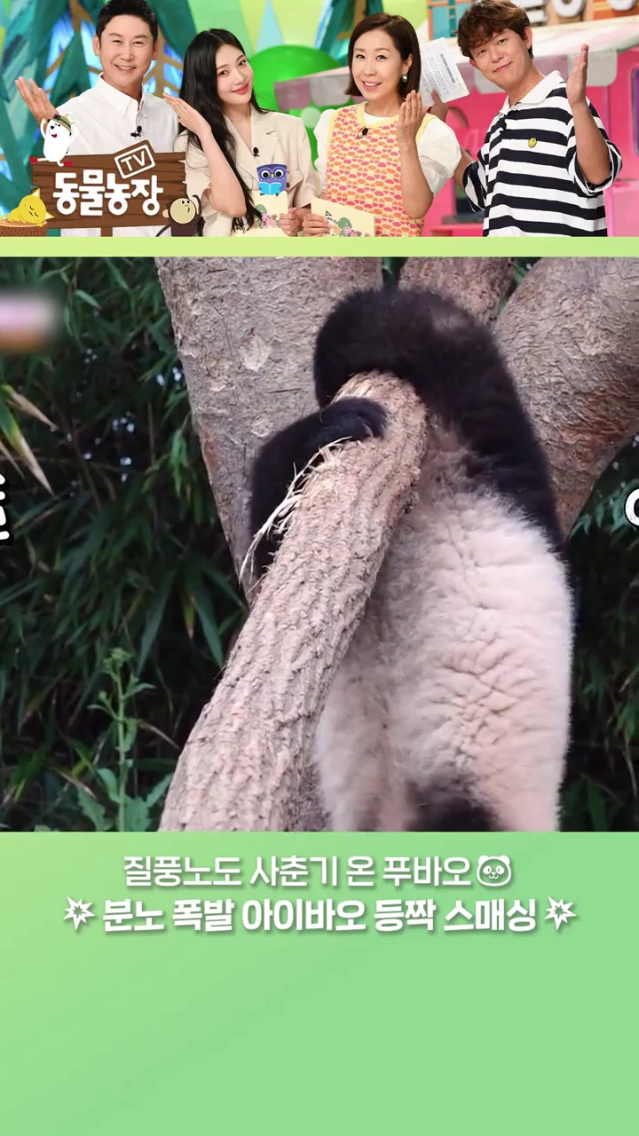 푸바오 때문에 빡친 엄마판다