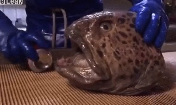 머리만 남은 늑대장어의 아구 힘