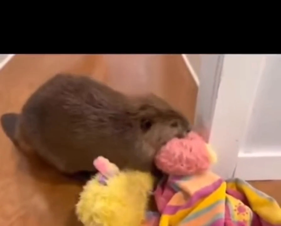 비버를 집에서 키우면 일어나는일